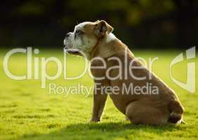 Englische Bulldogge