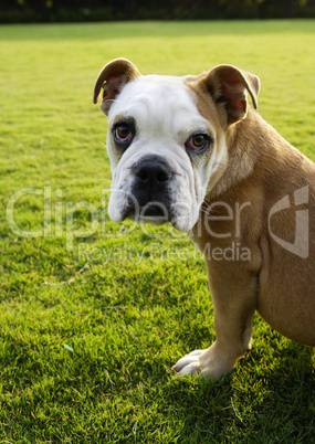 Englische Bulldogge