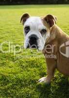 Englische Bulldogge