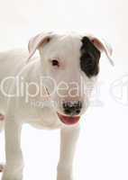 Bullterrier