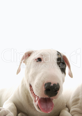 Bullterrier