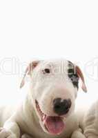 Bullterrier