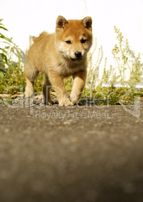 Hund Hund
