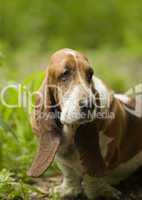 Basset Hound