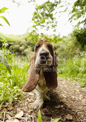 Basset Hound