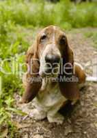 Basset Hound