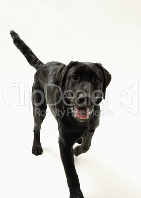 schwarzer Hund schwarzer Hund