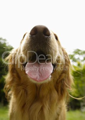 Golden Retriever