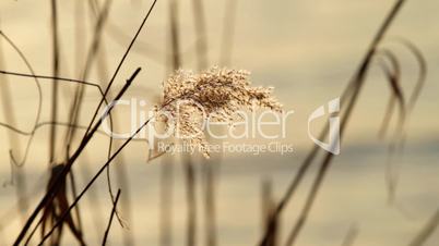 dry reed