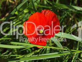 Mohn