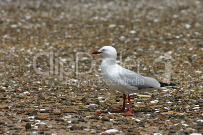 Rotschnabelmöwe (Chroicocephalus scopulinus)