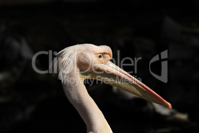 Rosapelikan (Pelecanus onocrotalus)