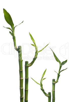 Bamboo