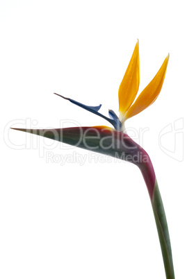 Bird of paradise flower (Strelitzia reginae) isolated on white b