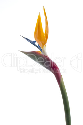 Bird of paradise flower (Strelitzia reginae) isolated on white b