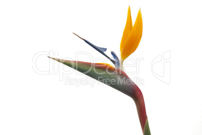 Bird of paradise flower (Strelitzia reginae) isolated on white b