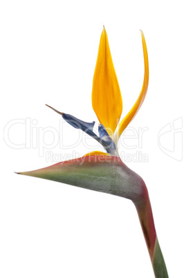 Bird of paradise flower (Strelitzia reginae) isolated on white b
