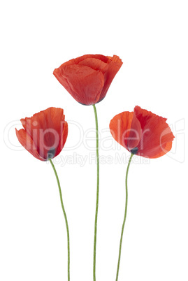 Three poppies