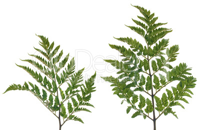 Fern leafs