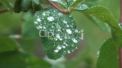 Raindrops on leaf.