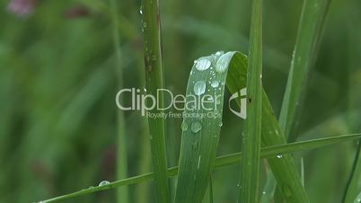 Dew on a grass.