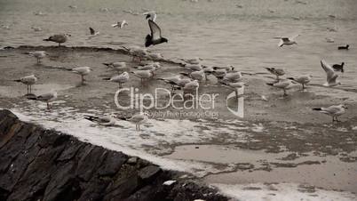 Winter harbour scene with flock of gulls