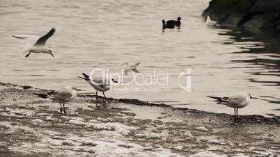 Gulls on water's edge in winter