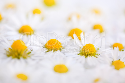 Gänseblümchen mit Wassertropfen