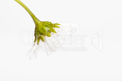 Gänseblümchen Bellis perennis mit Tautropfen