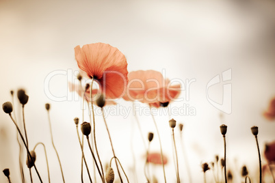 Mohnblumen Papaver rhoeas