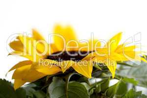 Sonnenblume Helianthus annuus