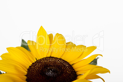 Sonnenblume Helianthus annuus