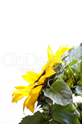 Sonnenblume Helianthus annuus