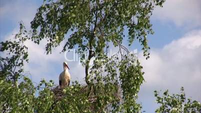 Female stork in nest