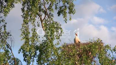 Male stork in nest
