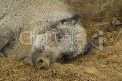 Wildschwein