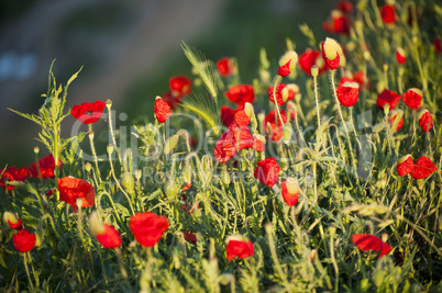 blühender Mohn am Morgen