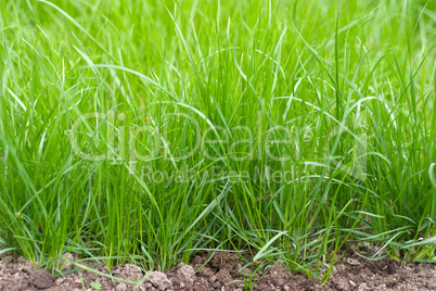Fresh sprouts of grass