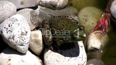 Small Frog on the rocks.