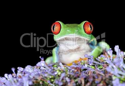 Schöner Frosch auf Blume