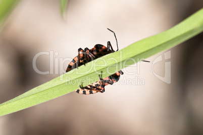 Strip bug - Graphosoma lineatum