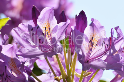 Rhododendron im Gegenlicht