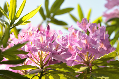 Rhododendron im Sonnenlicht