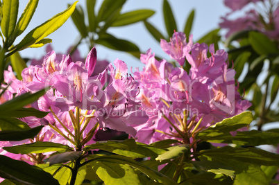 Rhododendron im Sonnenlicht