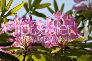 Rhododendron im Sonnenlicht
