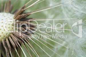 Common dandelion - Taraxacum - dandelion