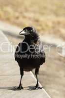 Salvadori-Krähe (Corvus orru)