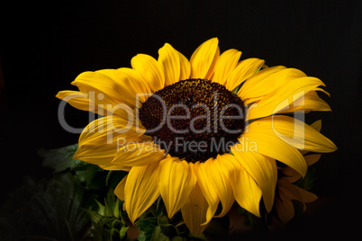 Sonnenblume Helianthus annuus