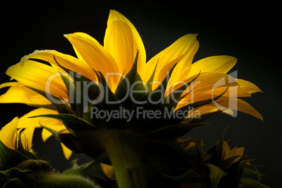 Sonnenblume Helianthus annuus Sonnenblume Helianthus annuus