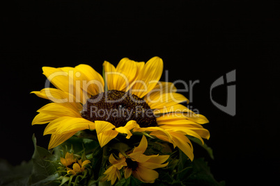 Sonnenblume Helianthus annuus